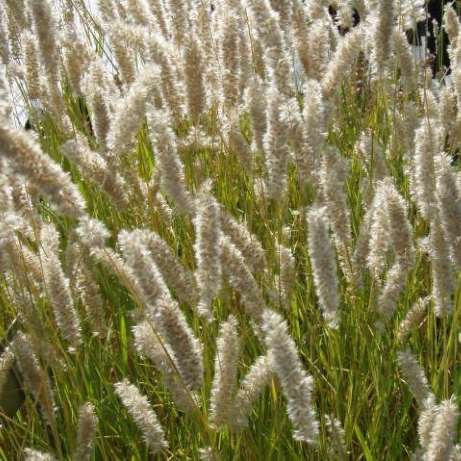 Пеннисетум лисохвостный литтл банни