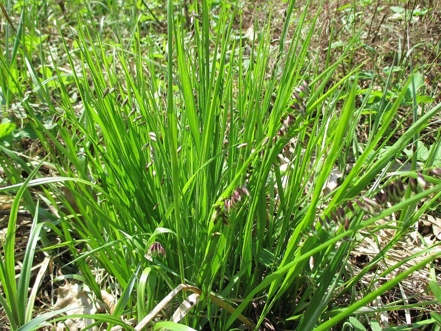 Осока болотная