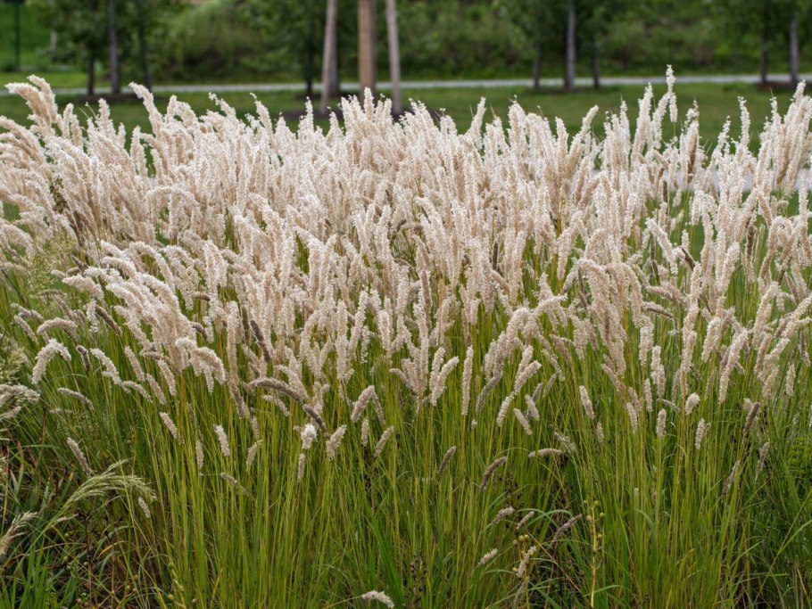 Перловник трансильванский Melica transsilvanica