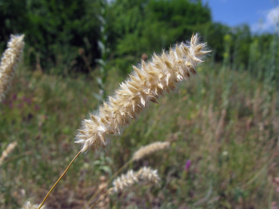 Перловник одноцветковый albida
