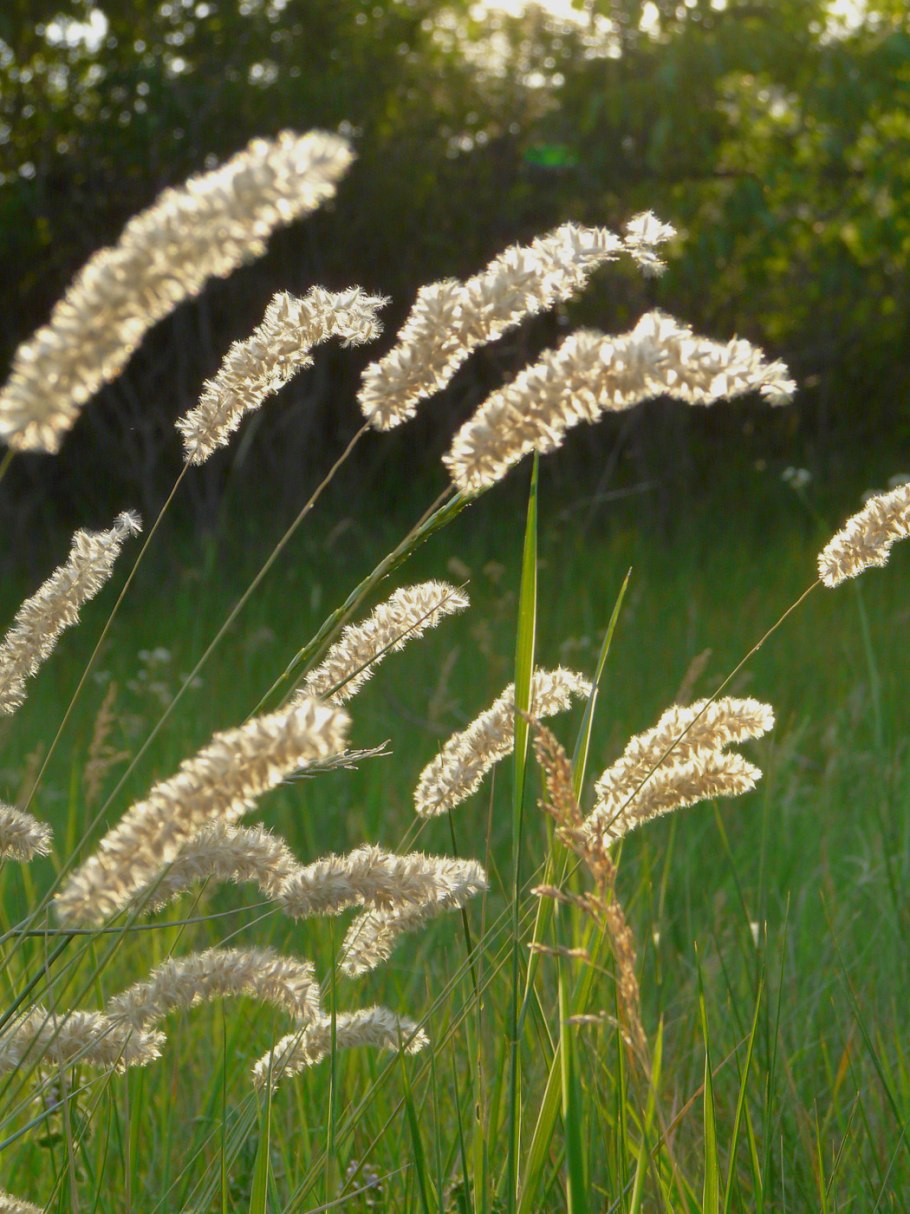 Перловник трансильванский melica transsilvanica