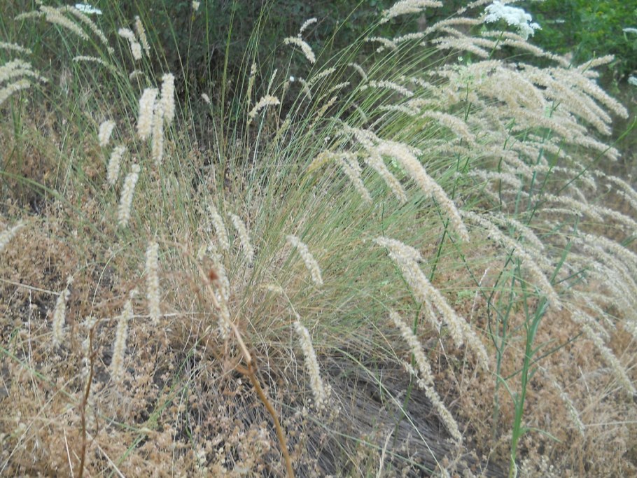 Pennisetum alopecuroides