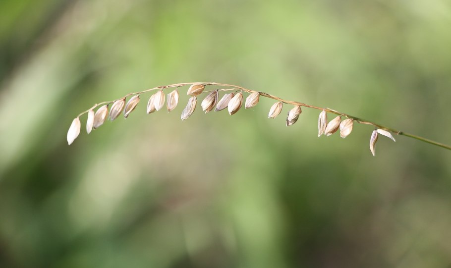 Перловник поникший (melica nutans l.