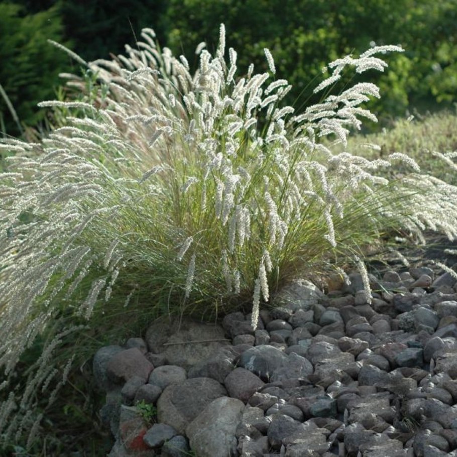 Пеннисетум hameln