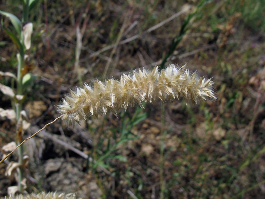 Melica ciliata