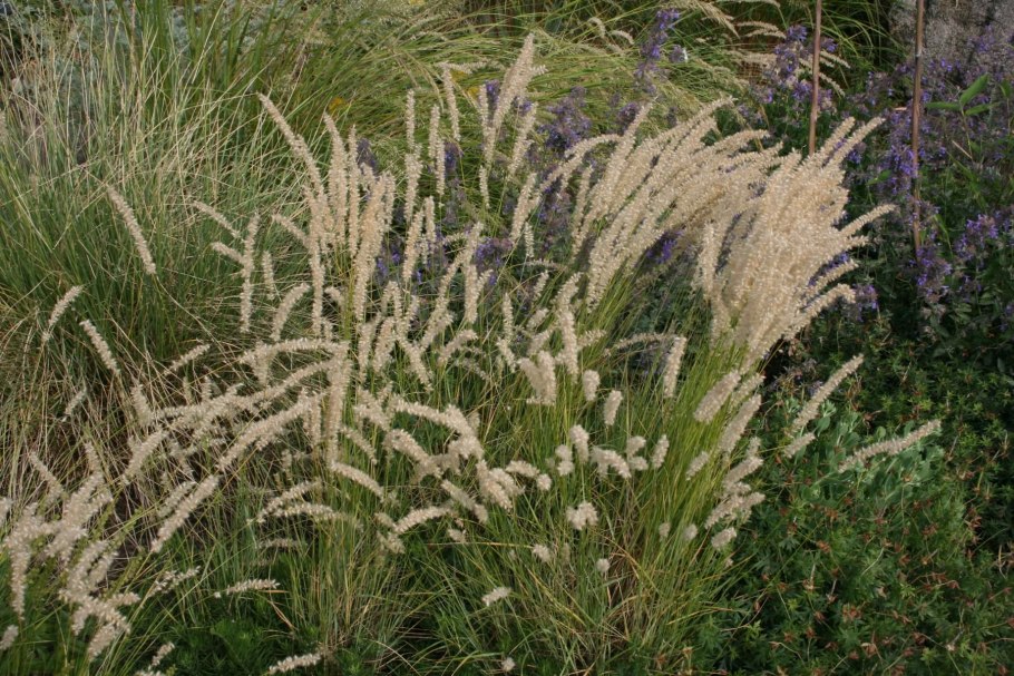 Перловник растение