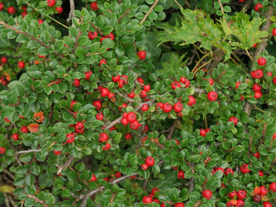 Кизильник (cotoneaster)