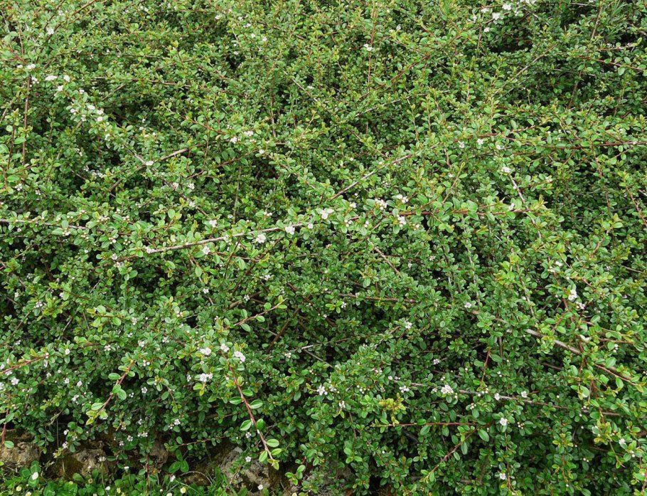 Кизильник (Cotoneaster)