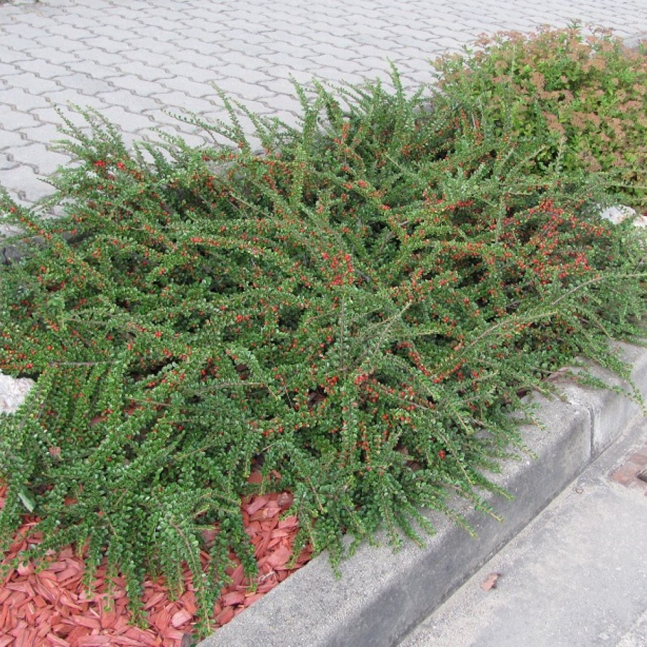 Кизильник тангстедт