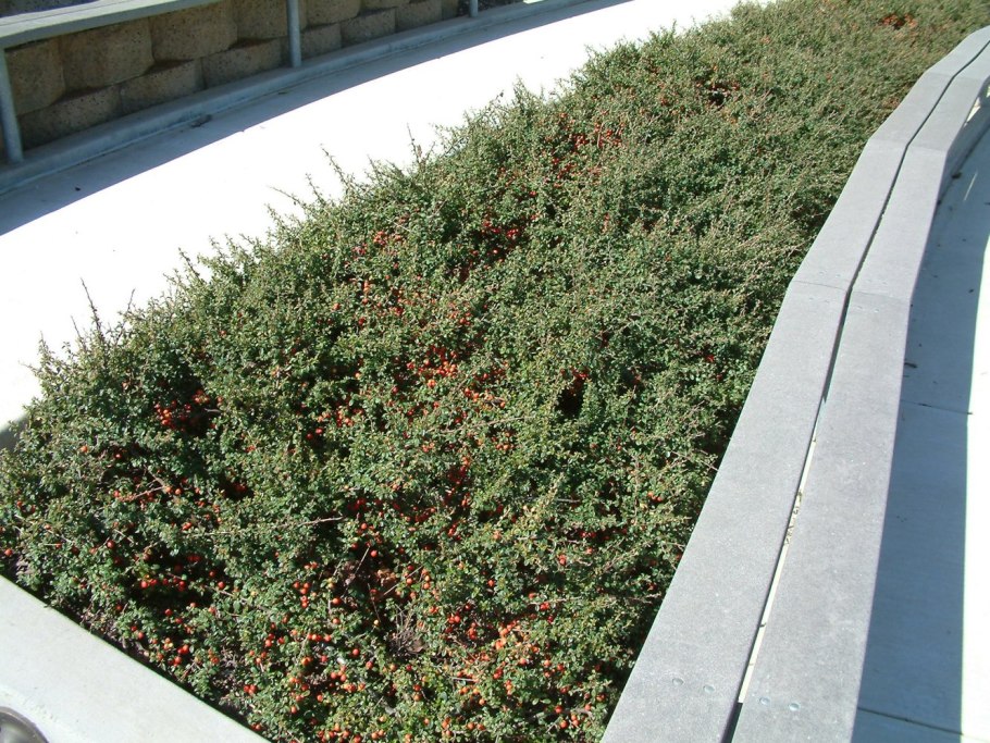 Кизильник cotoneaster horizontalis