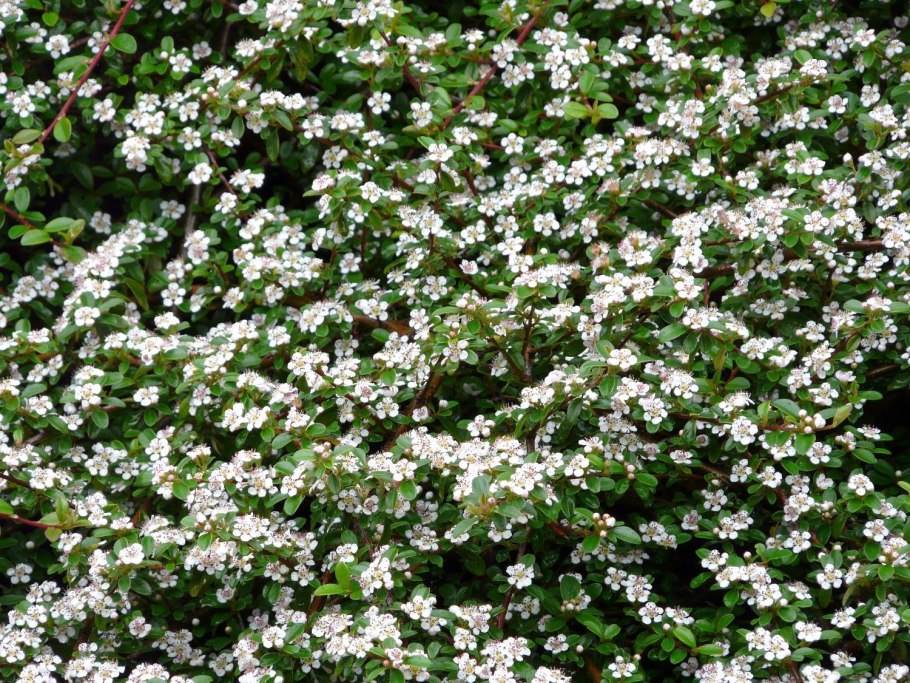 Cotoneaster dammeri