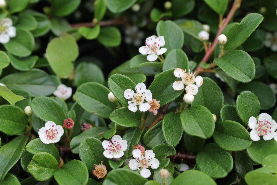 Кизильник Даммера Cotoneaster