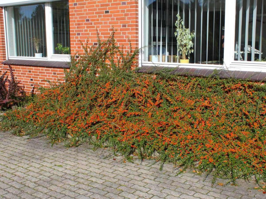 Pyracantha coccinea