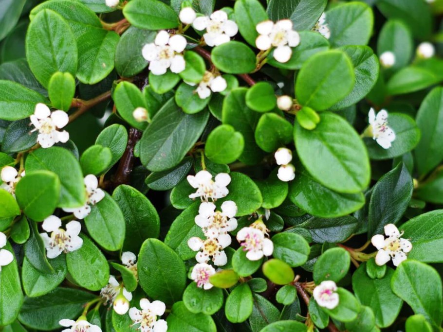Cotoneaster dammeri