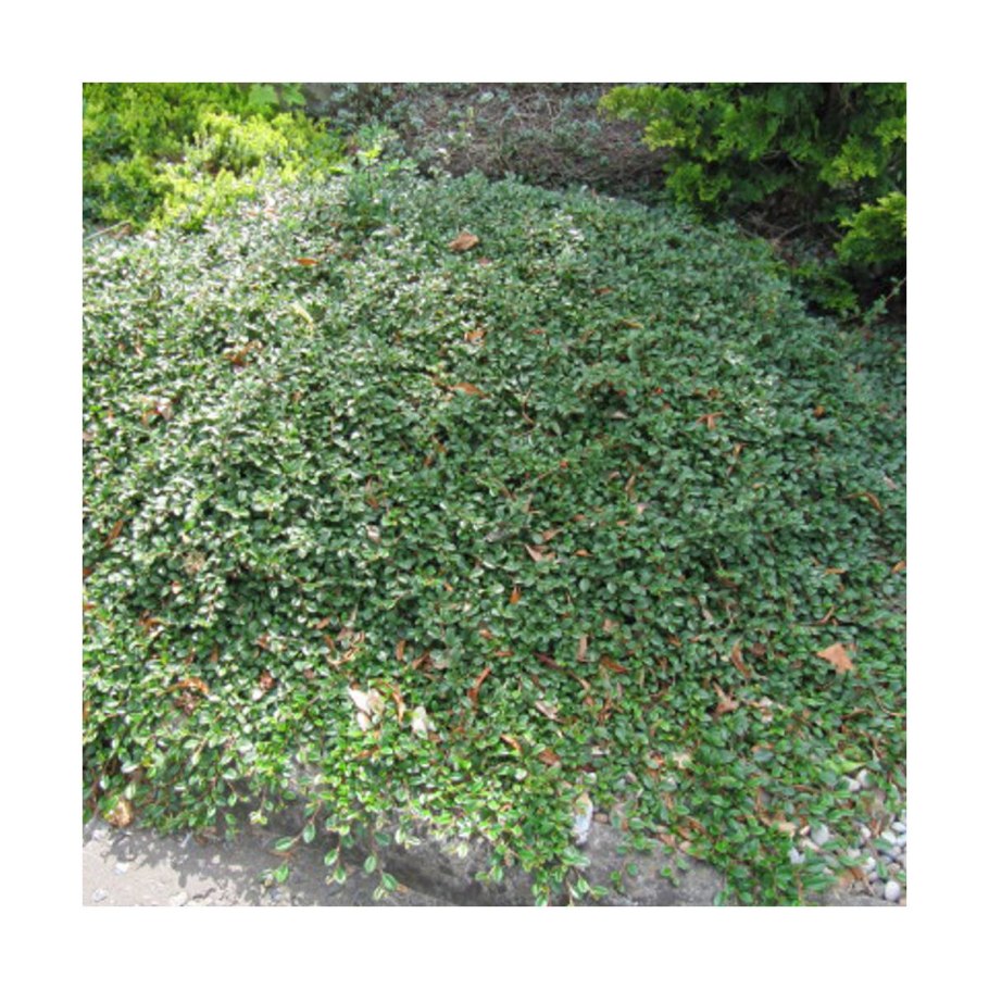 Cotoneaster dammeri major