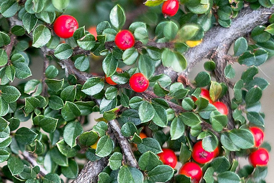 Кизильник (cotoneaster)