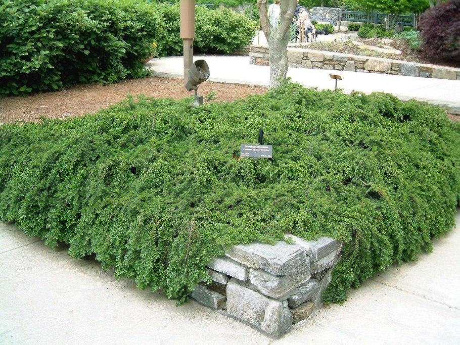 Cotoneaster horizontalis