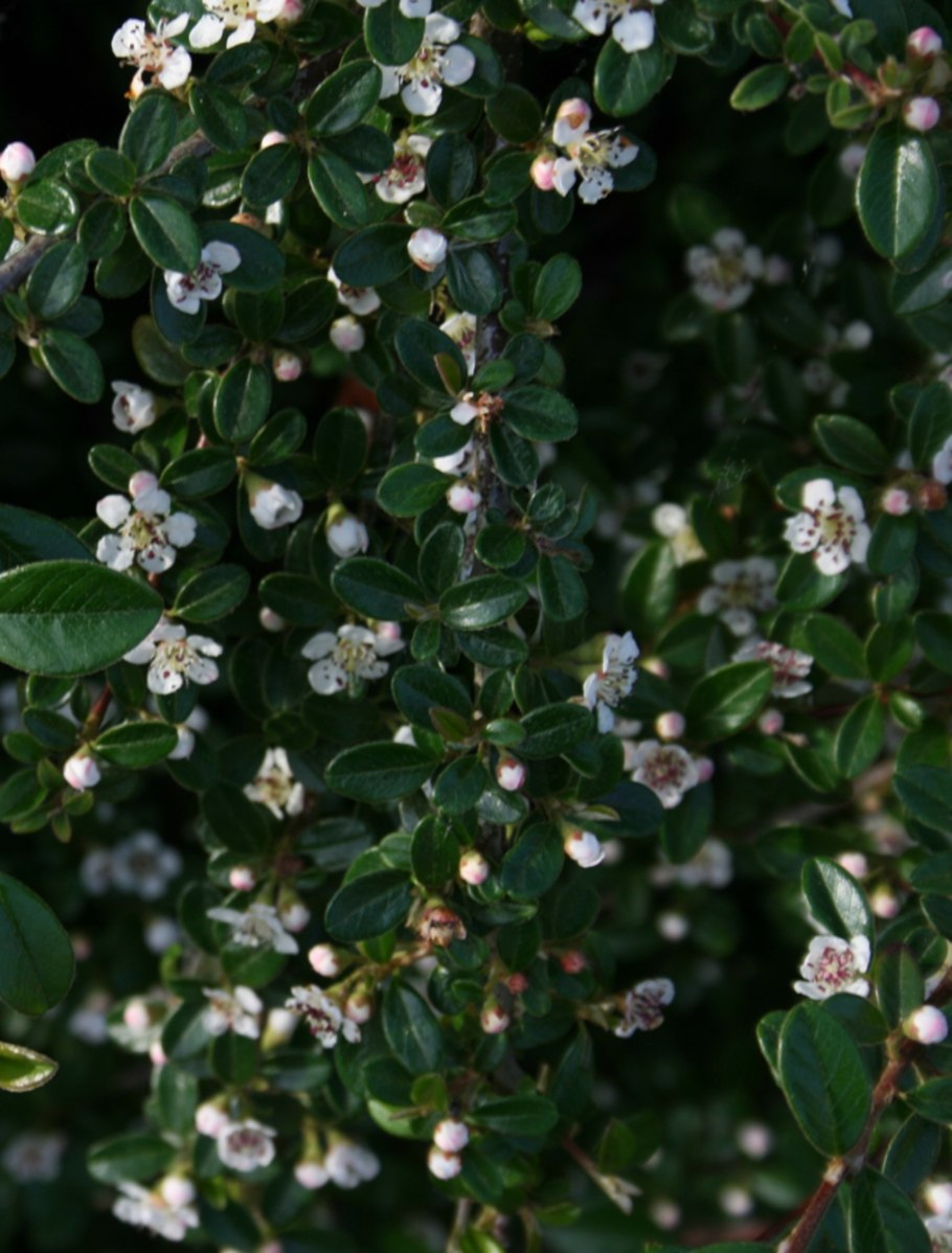 Кизильник dammeri