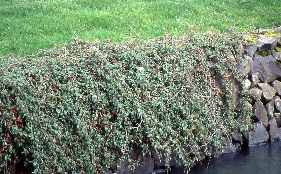 Кизильник гибридный Coral Beauty