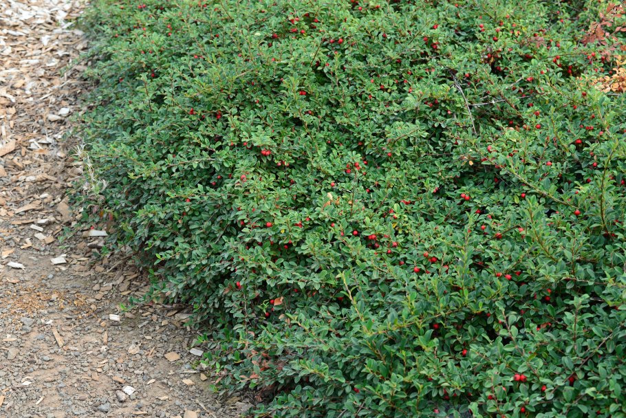 Cotoneaster pannosus