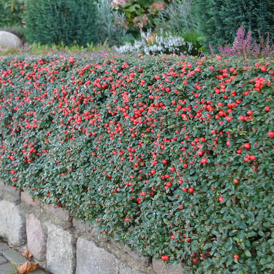 Кизильник франчетти (cotoneaster franchetii