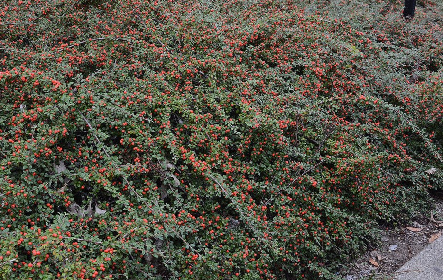 Cotoneaster horizontalis plants