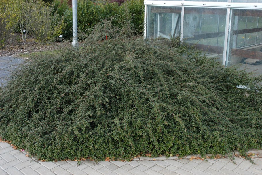 Кизильник гибридный skogholm