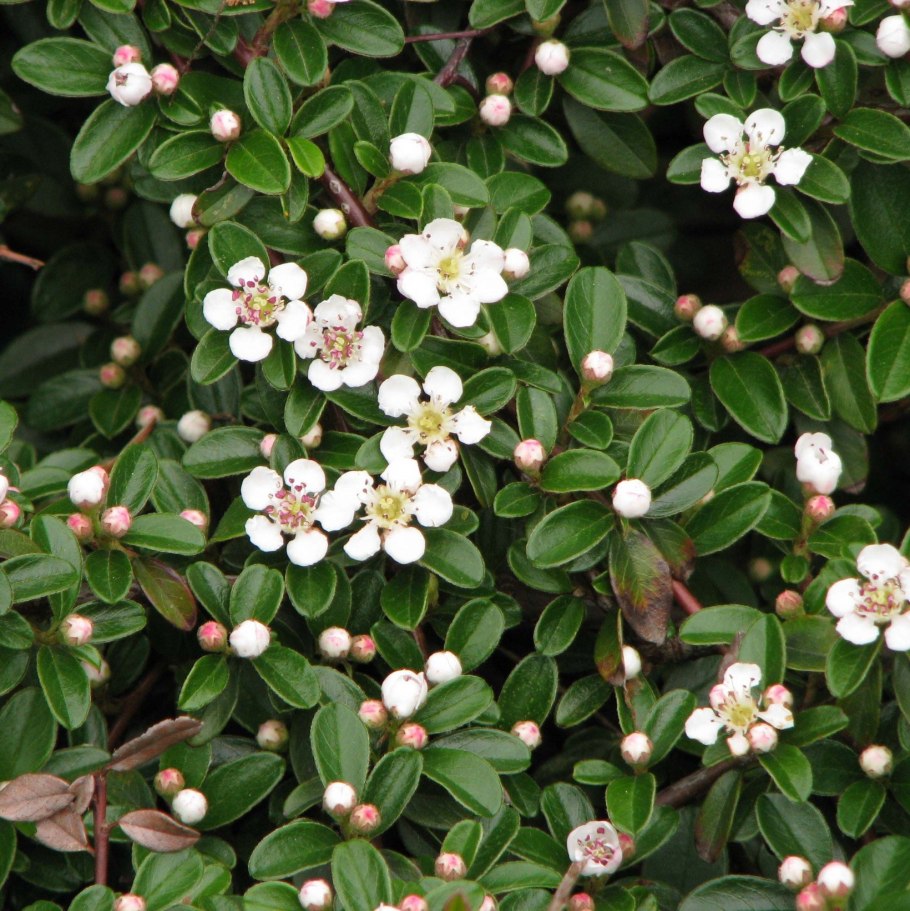 Cotoneaster dammeri