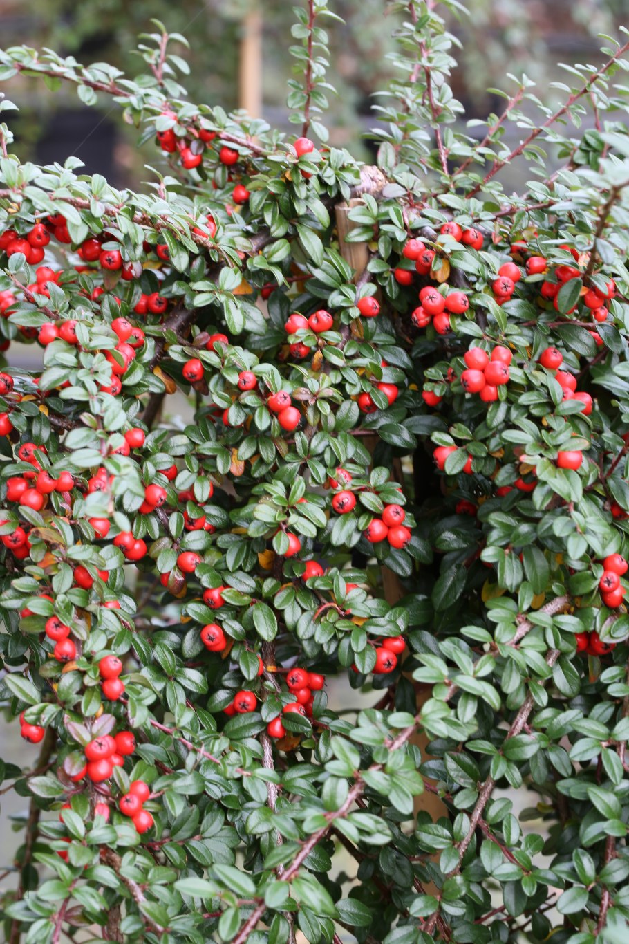 Кизильник иволистный парктеппих