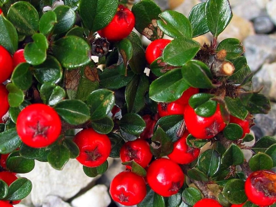 Кизильник горизонтальный