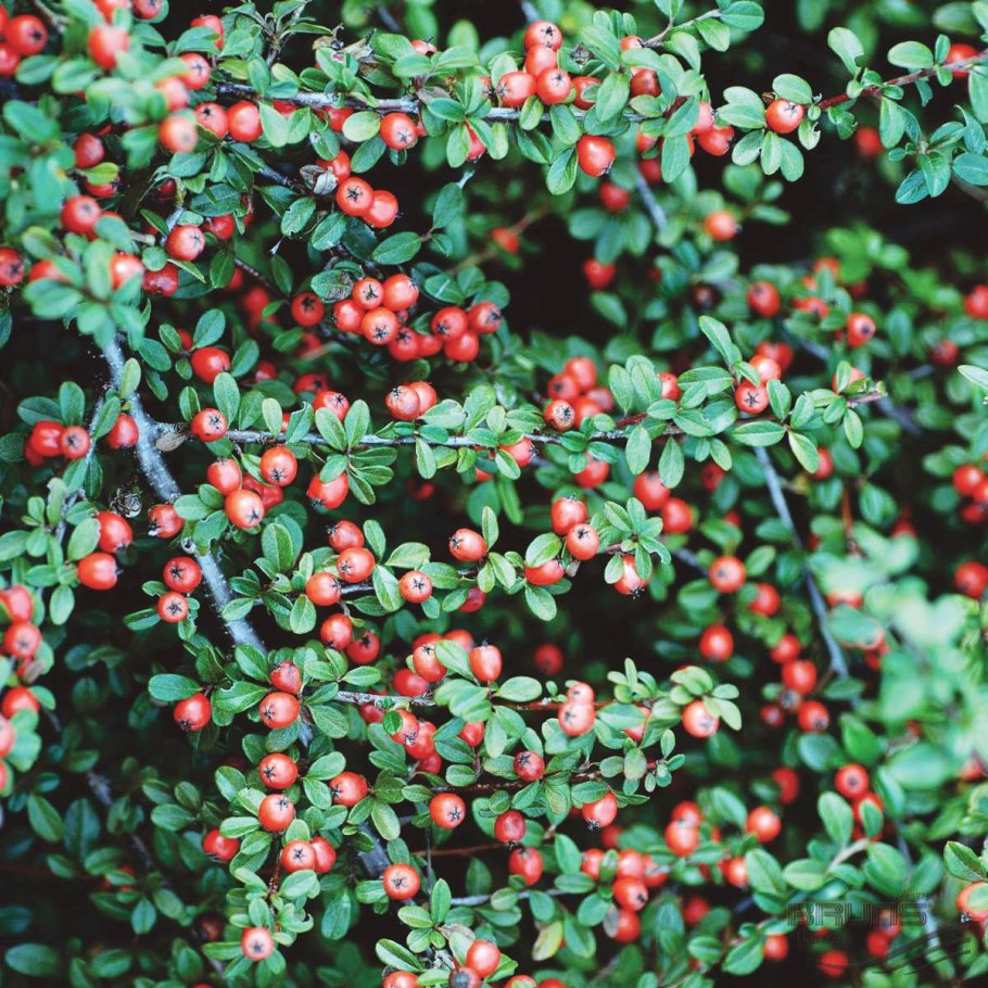 Кизильник (cotoneaster)