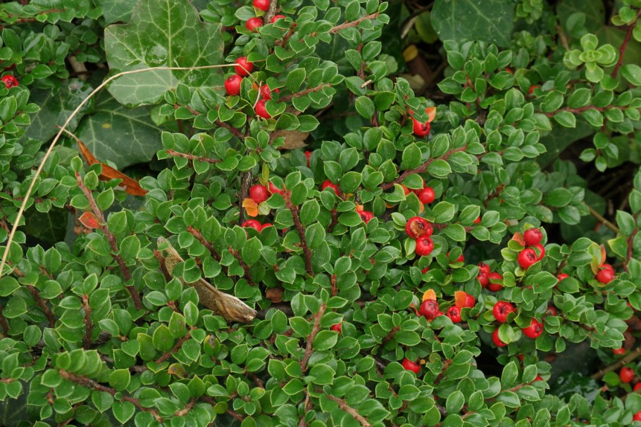 Кизильник даммера саженец