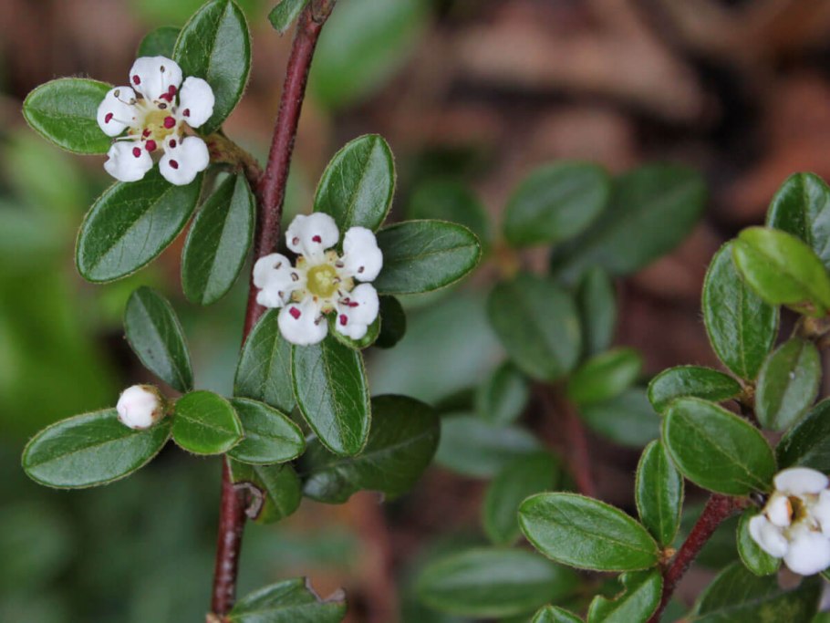Кизильник Даммера "Винтерювел