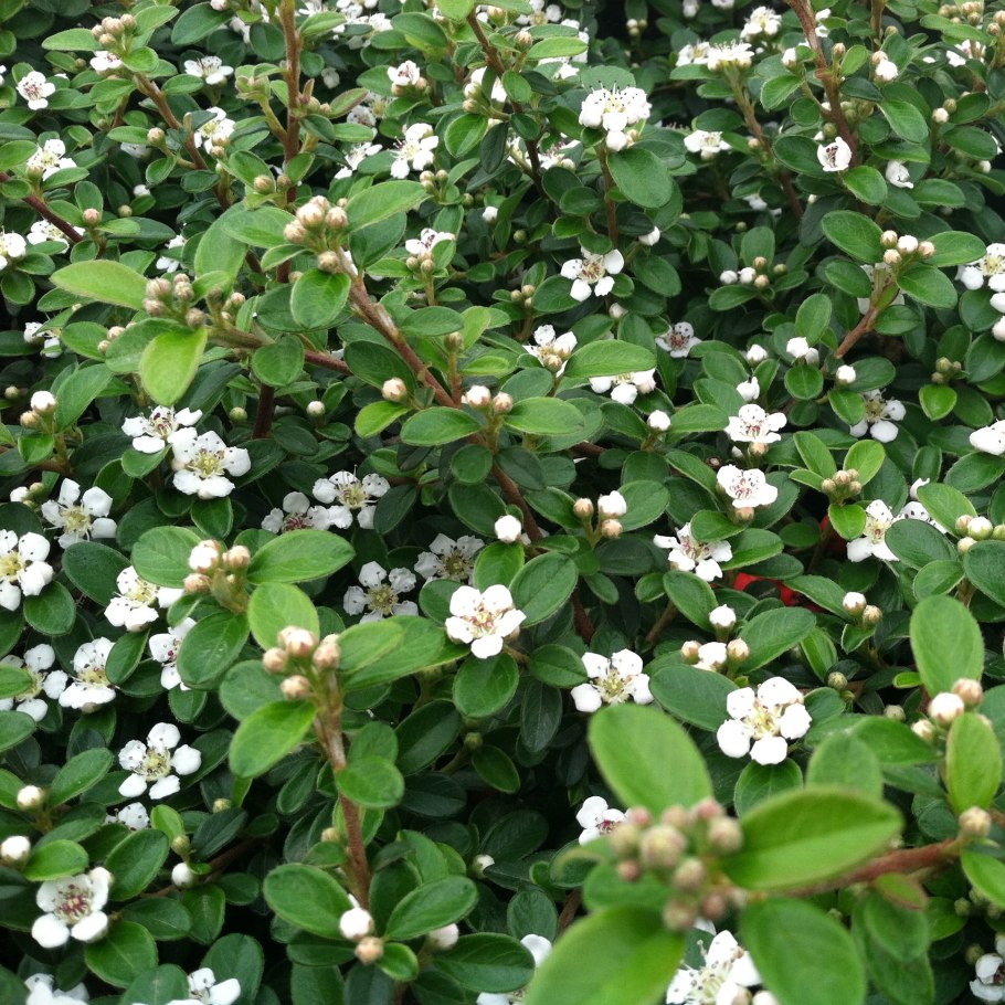 Cotoneaster racemiflorus