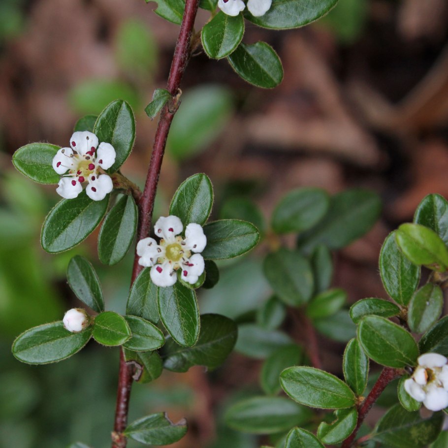 Cotoneaster dammeri