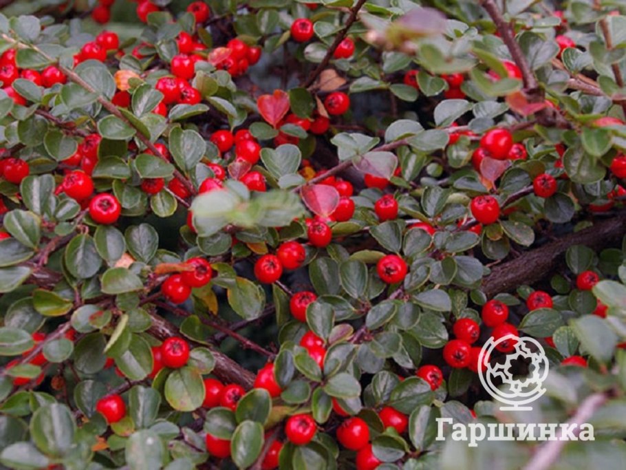 Кизильник горизонтальный (Cotoneaster horizontalis)