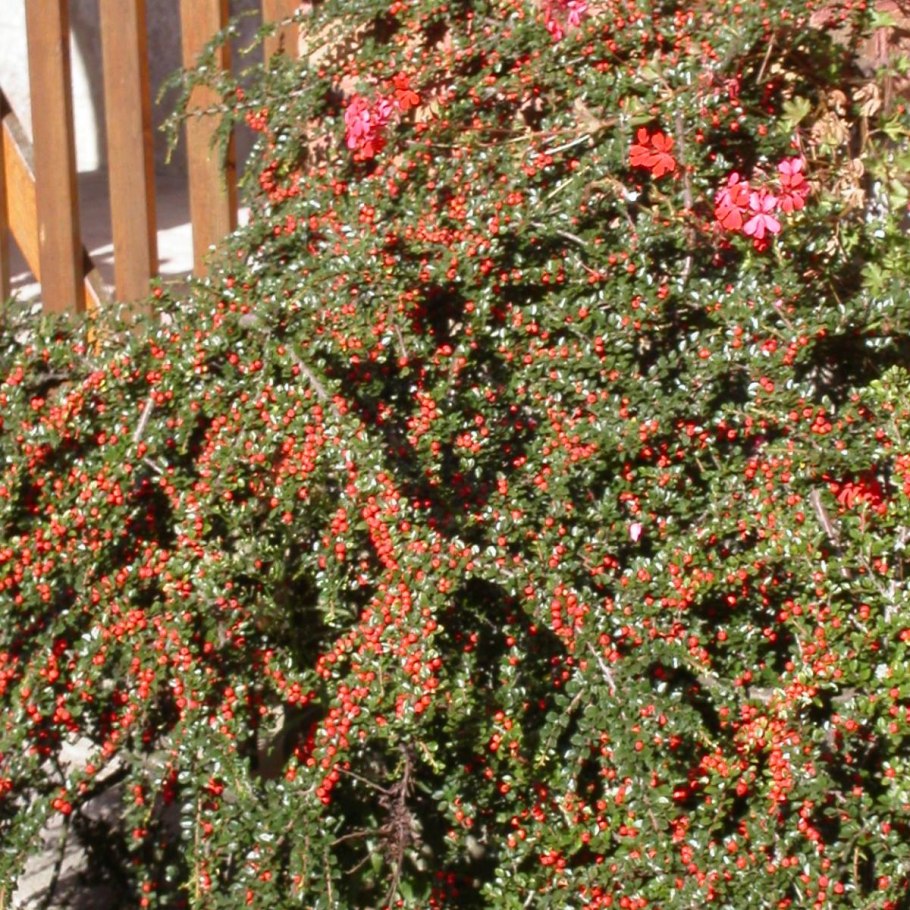 Кизильник cotoneaster horizontalis