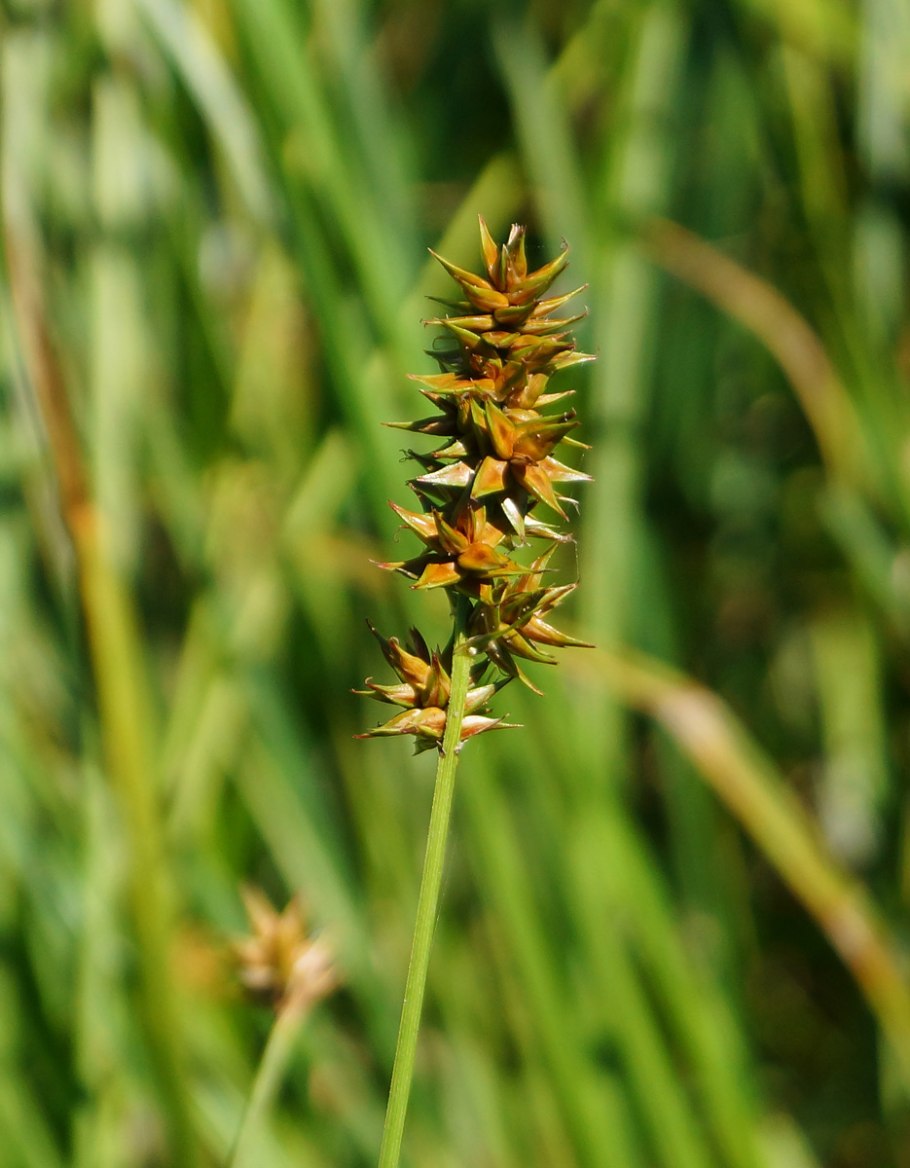 Осока черная Carex nigra