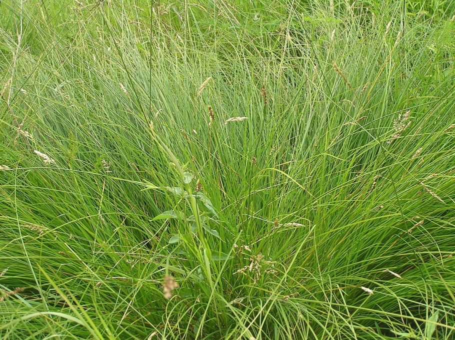 Осока Бьюкенена Carex buchananii