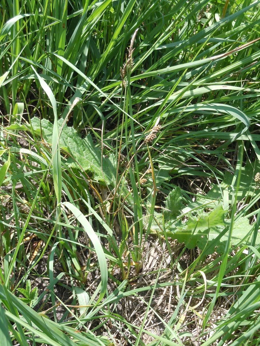 Carex tomentosa