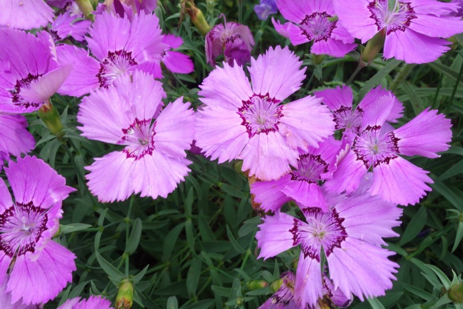 Гвоздика dianthus chinensis