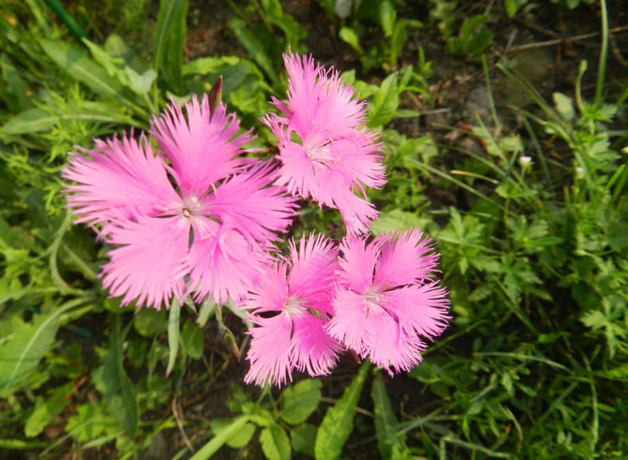 Гвоздика пышная dianthus superbus l.