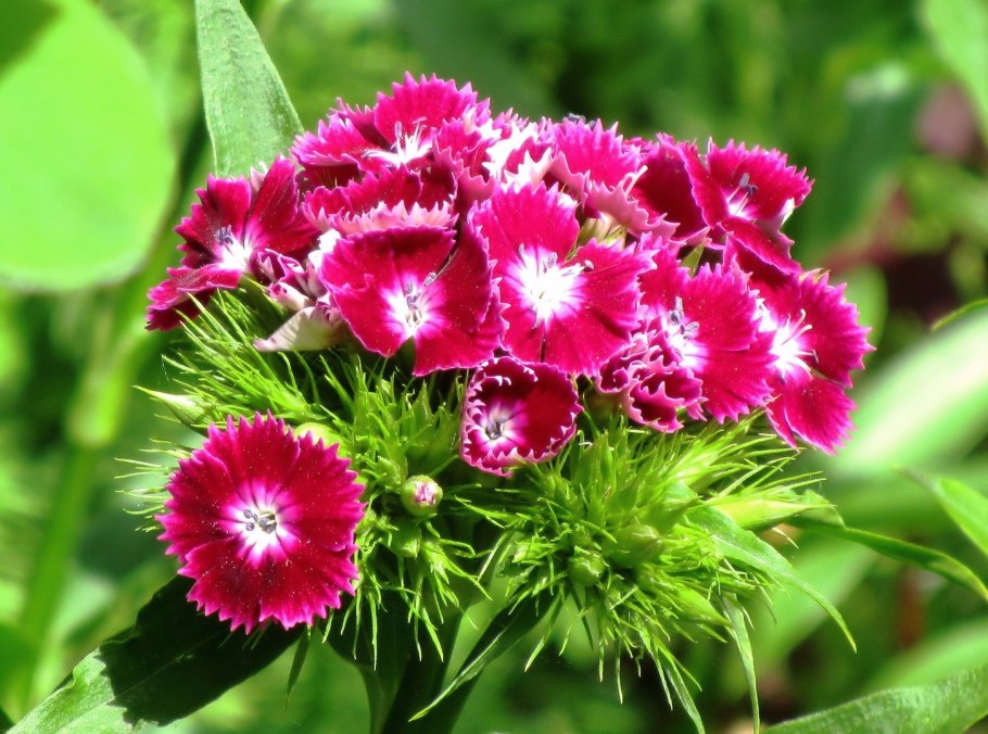 Гвоздика Песчаная бахрома розовая