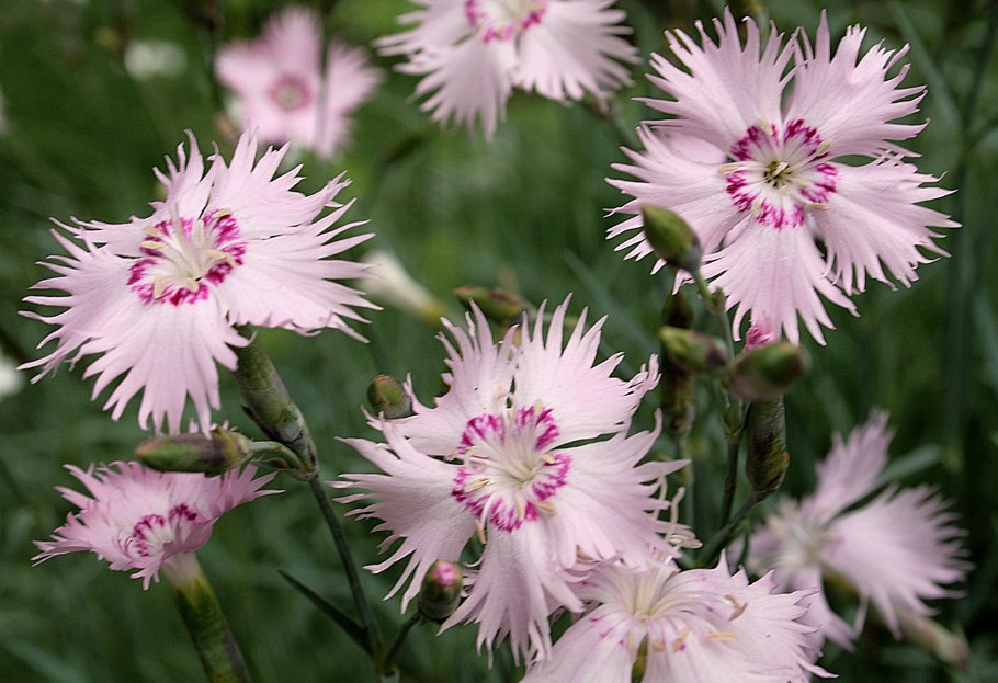 Гвоздика иглолистная – Dianthus acicularis