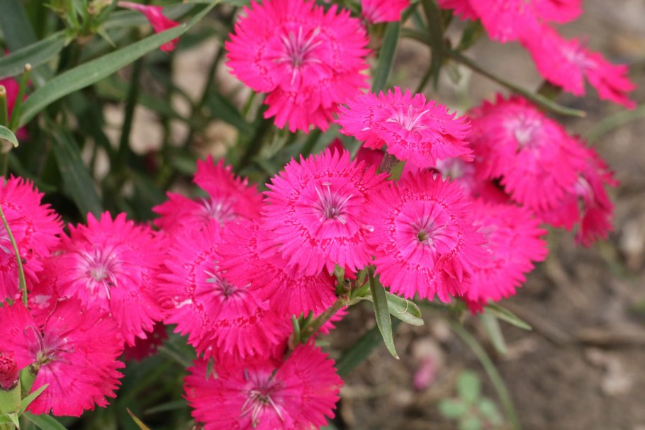 Dianthus amurensis