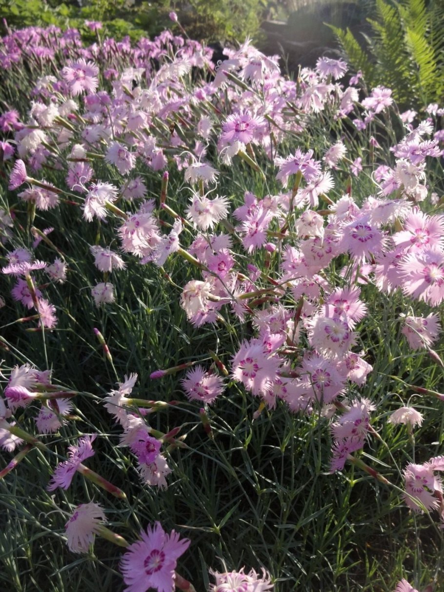 Гвоздика Фишера