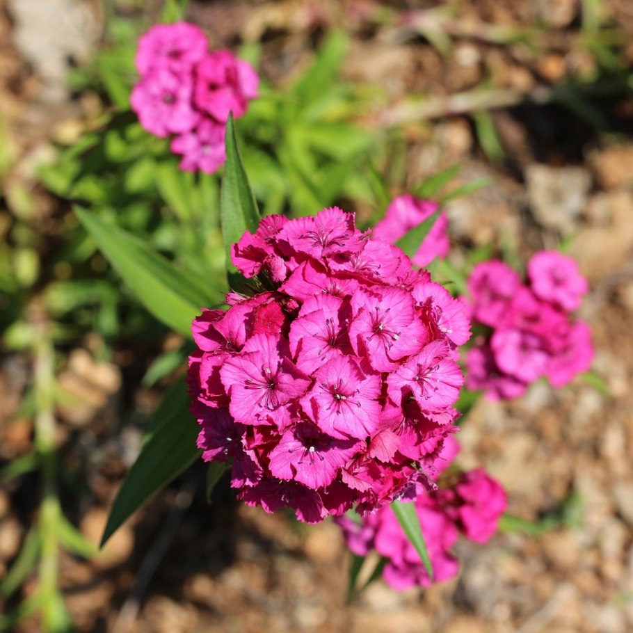 Гвоздика бородатая розита