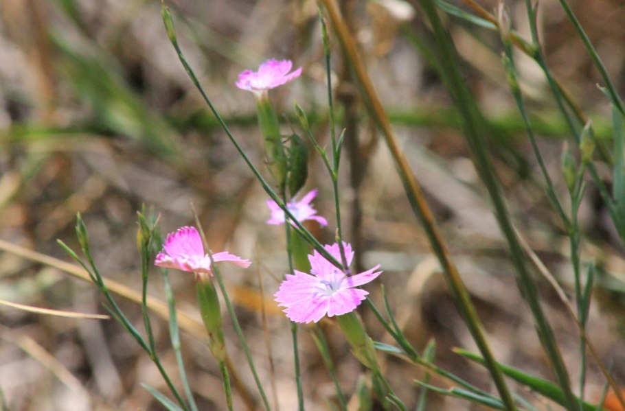 Гвоздика сосноволистная