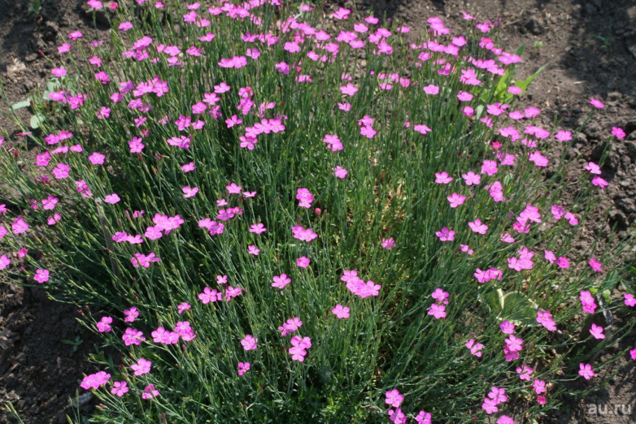 Гвоздика сосноволистная