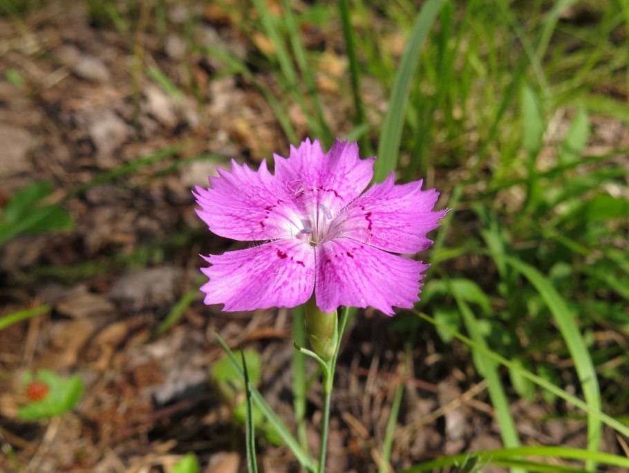 Гвоздика разноцветная ( Dianthus versicolor)